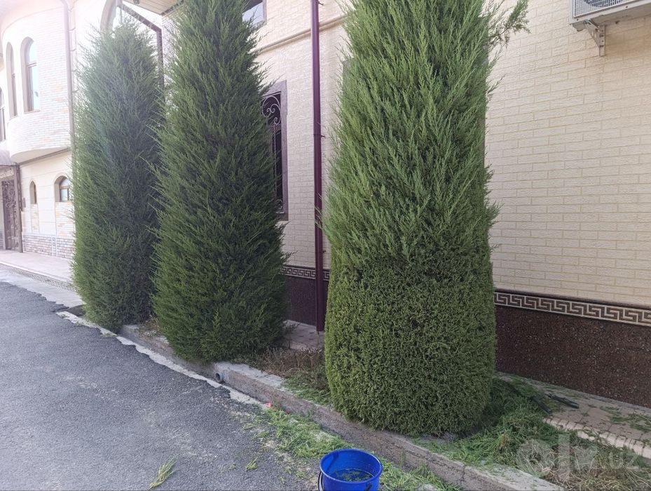 Archa kesish dorilash xizmati