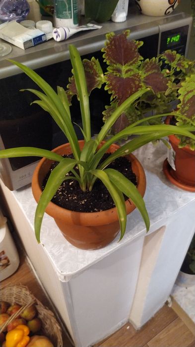 Комнатные цветы выращенные с любовью.