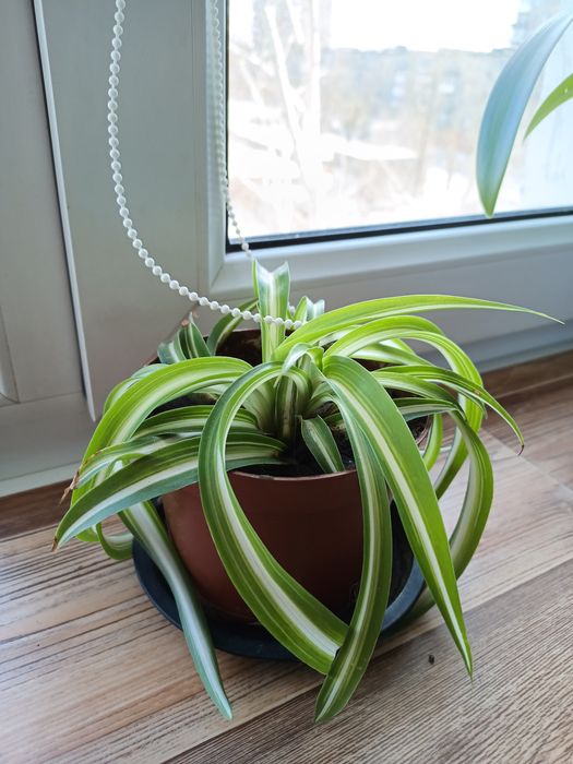 Продам хлорофитум кудрявый