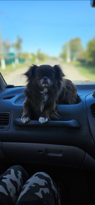 Девочка Чихуахуа ищет пару.