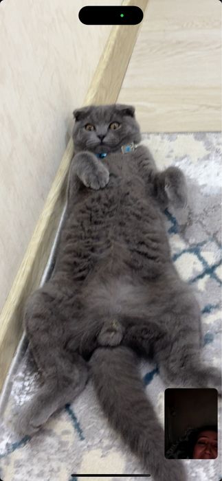 Кошка скотиш фолд угил бола