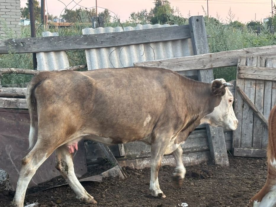 Продам корову и теленка