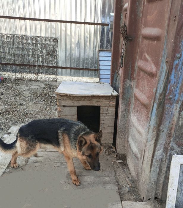 Продажа немецкая овчарка