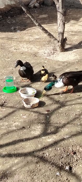 Урдак оиласи сотилади 17-февралда очиб чикди 2 та жужаси бор чикк