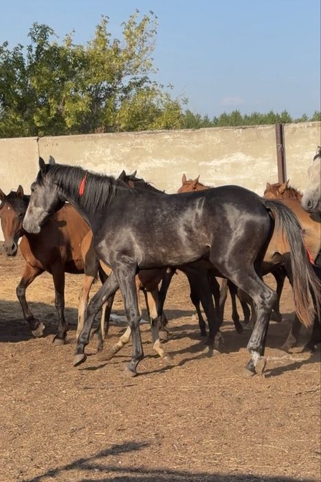 Продам Тай Орловский