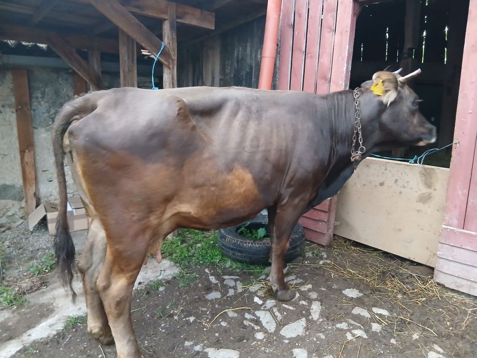 Vand vaca de taiat sau de tinut