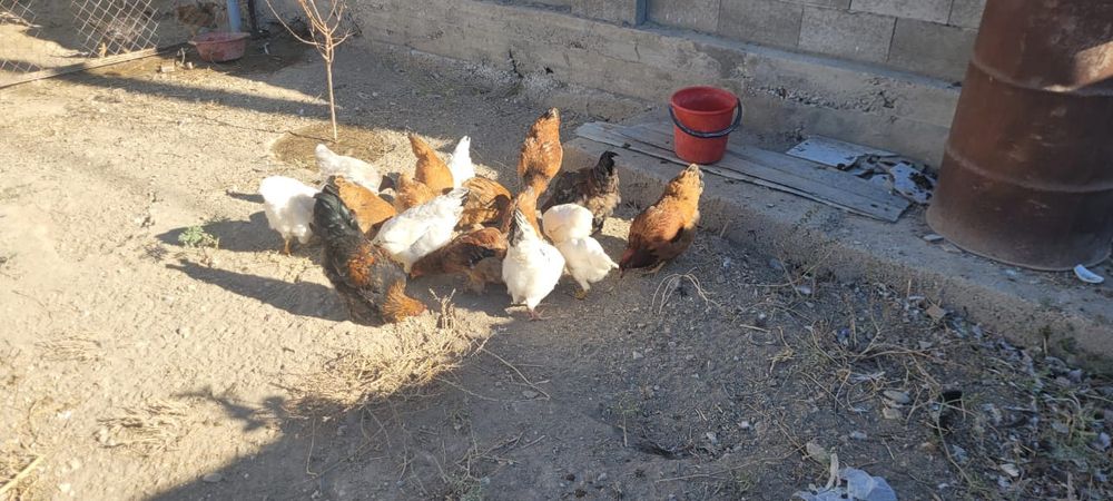 Продам куры ... домашних