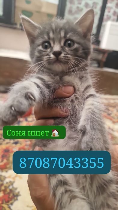 Котёнок девочка сибирьская