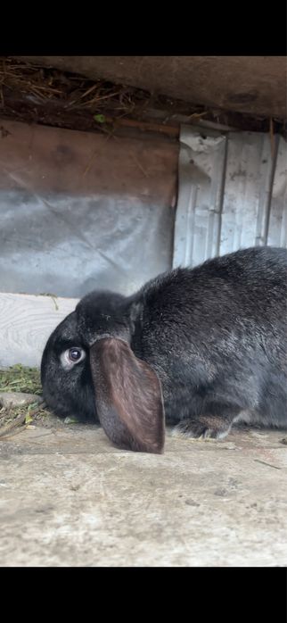 De vanzare berbec german