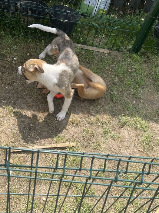 Adoptie pui de catel