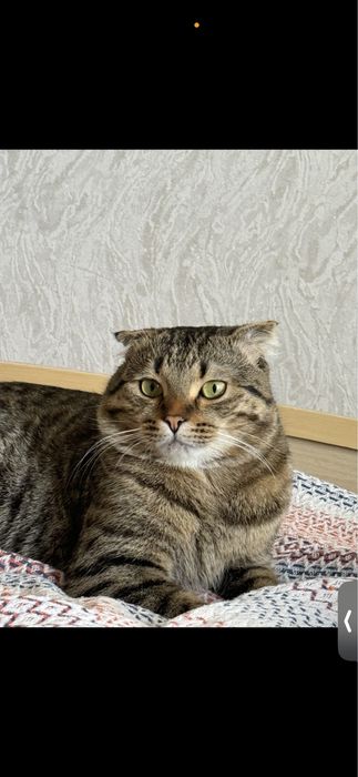 Кот вислоухий, годик,