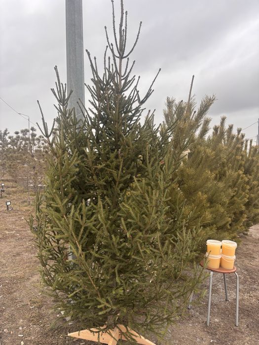 Сосны , ели , елки