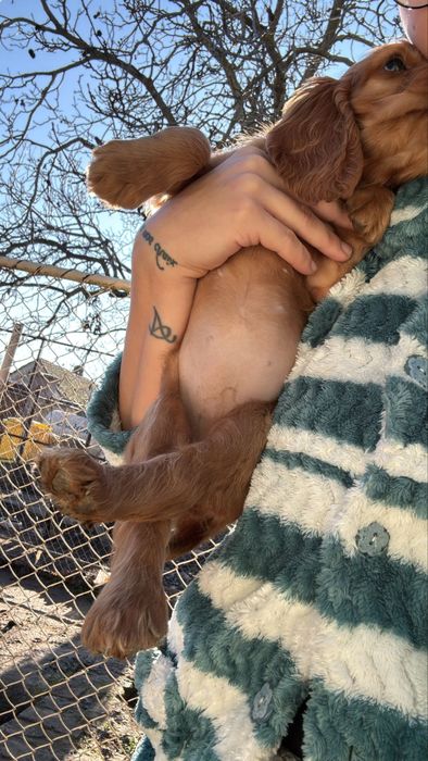 Femela cocker spaniel