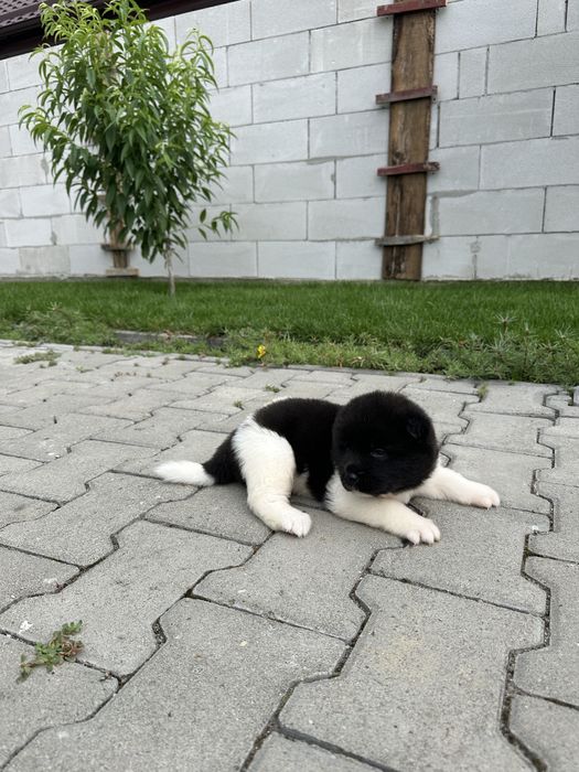 Femela Akita American pui