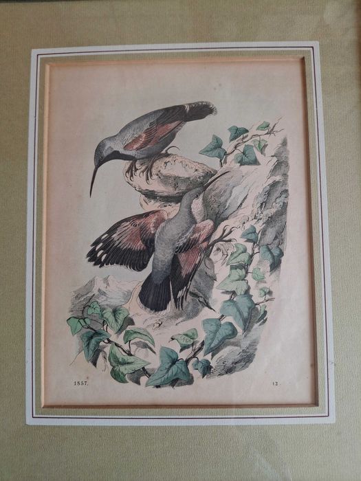 Gravura"Fluturasul de stanca",colorata manual,1857,vezi fisa