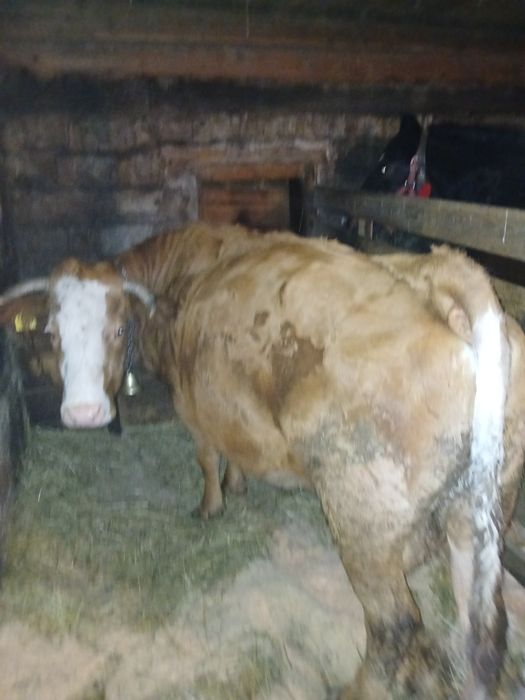 Vând vaca pentru abator