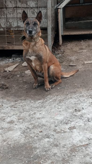 Малинуа сука без док