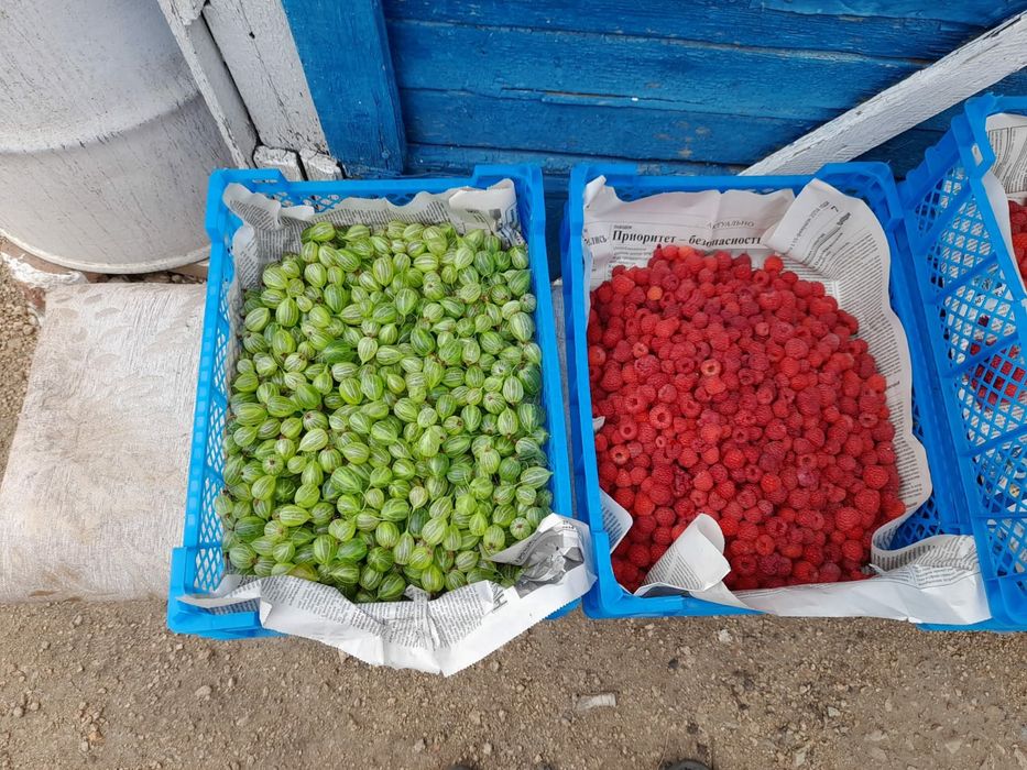 Продам малину,смородину ,крыжовник