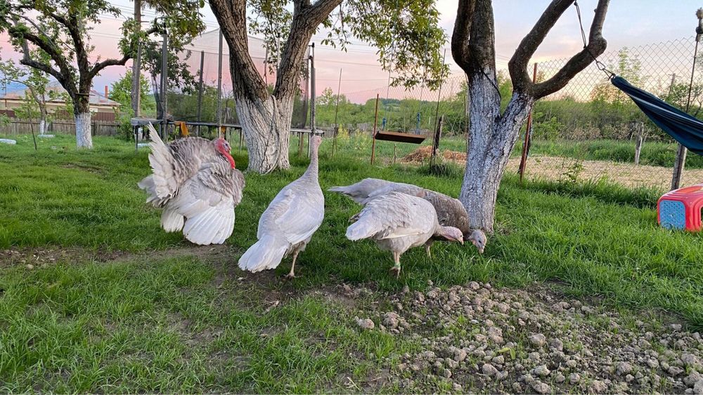 Oua de curca lavanda pt incubat