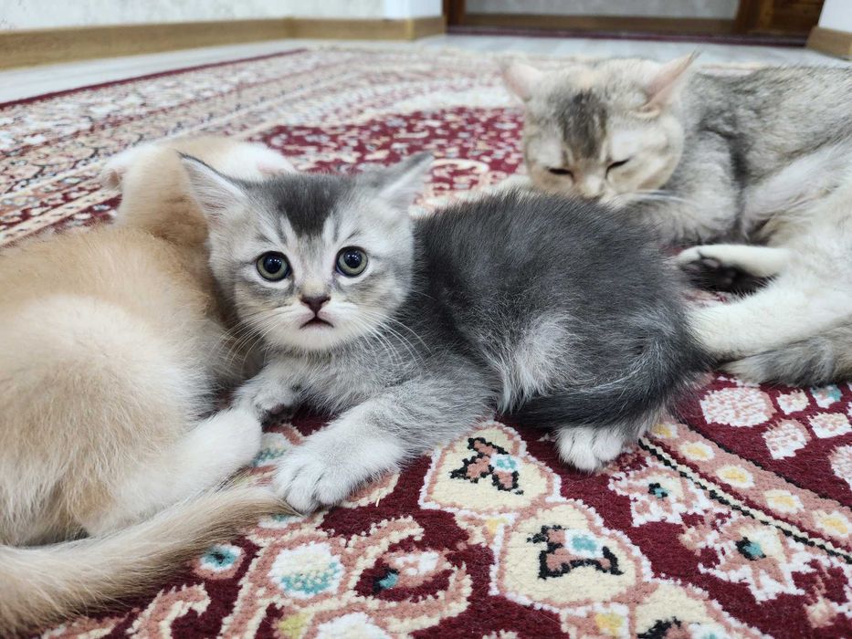 Британские страйт