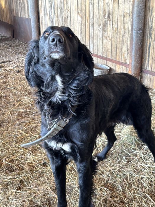 Щенки тазы . Тазы