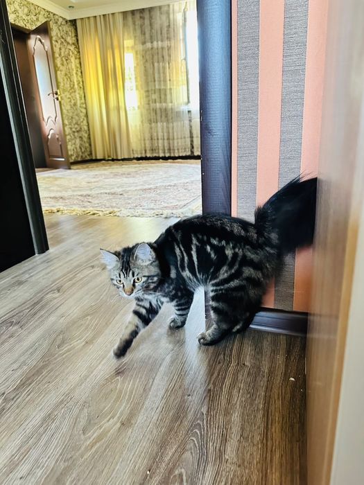 Продается кошка персидская+скотиш
