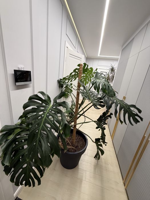 Монстера комнатное растение