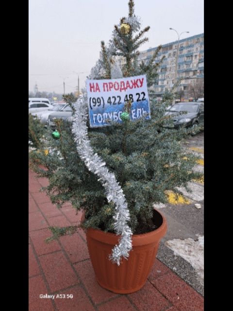 Новагодни ёлка живая на продаже достафка ест по горади платни