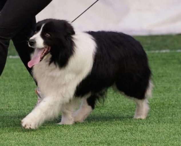 щенок Бордер колли