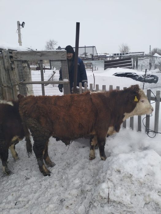 Продаются бычки 1 год