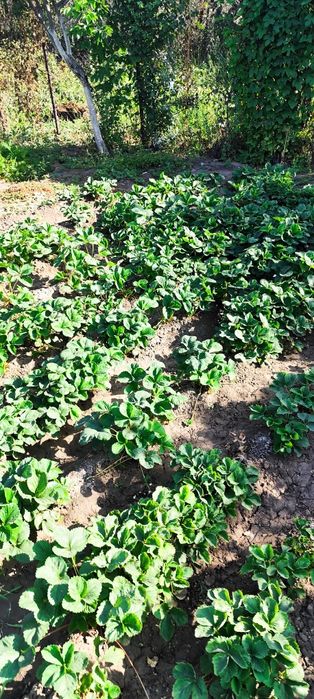 Продам дачу на кривом озере ТЭЦ 3,48А