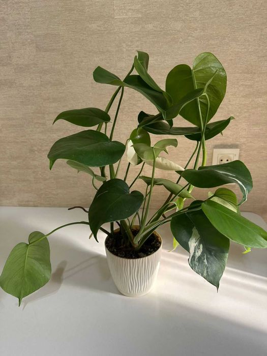 Продам монстеру альба