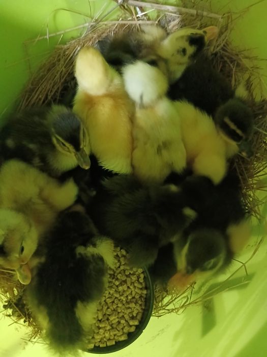 Bobocei de rață românească și pui de țară