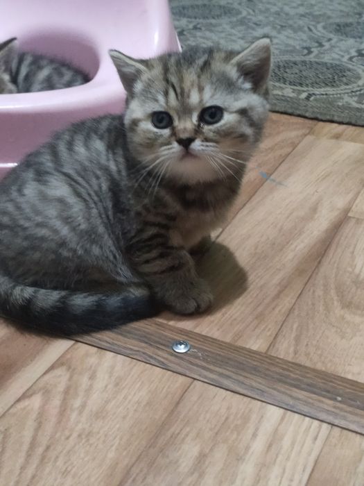 Британские котята