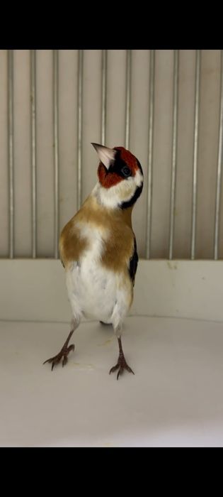 Кокил сотилади стойкали маржон