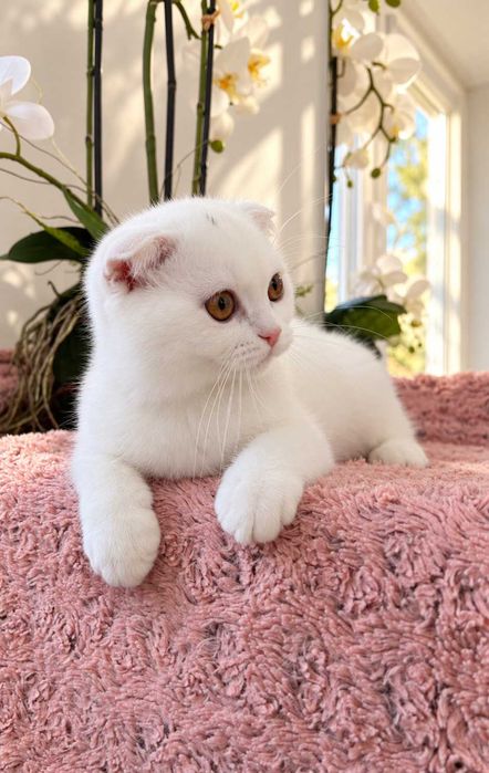 Pisicuță superbă, rasa Scottish Fold, cu Pedigree