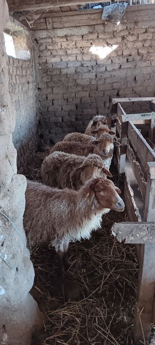 17 de oi mai vechi de vanzare