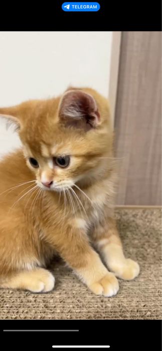 Срочно продаются котята! Sotiladi.
