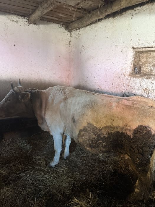 Vaca de 5 ani gestanta