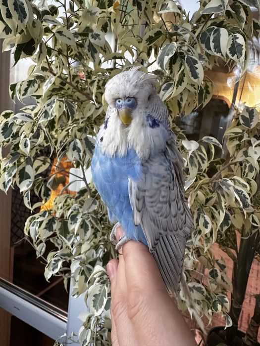 Волнистый Чех.