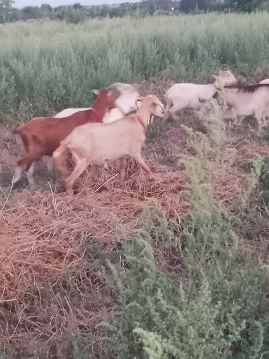 Vând 7 capre.  ,