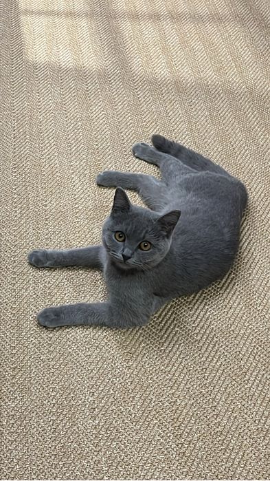 Котенок,британка «описание»
