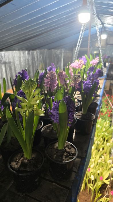 Продам  гиацинты