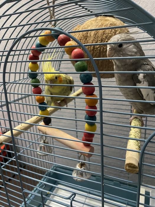 Попугай корелла