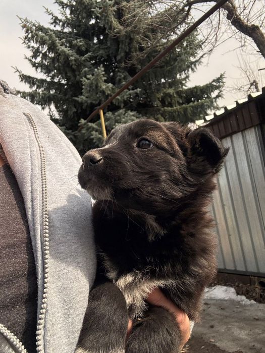 Ищут дом классные девченки