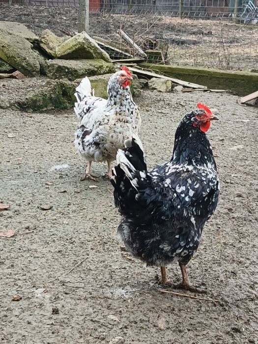 Familie de Pita pinta de vânzare