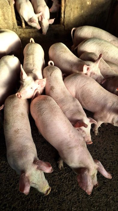 продавам прасенца