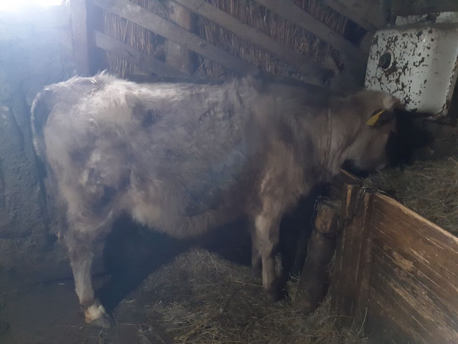 Бык и телка годовалые