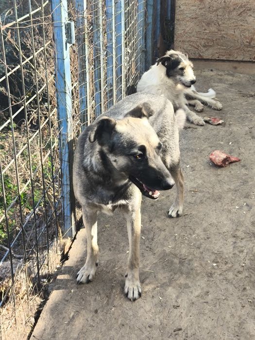 Собаки в хорошие руки