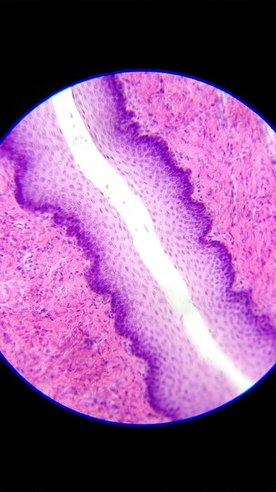 препараты для микроскопа